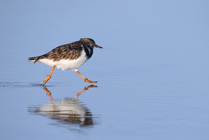 Steenloper (Arenaria interpres) 3-2017 5775